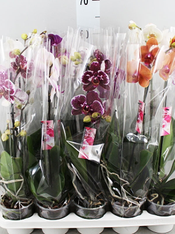 Где Купить Орхидеи В Москве