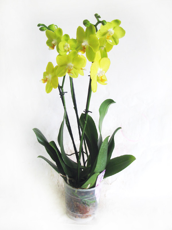 Саммер брайт орхидея фото